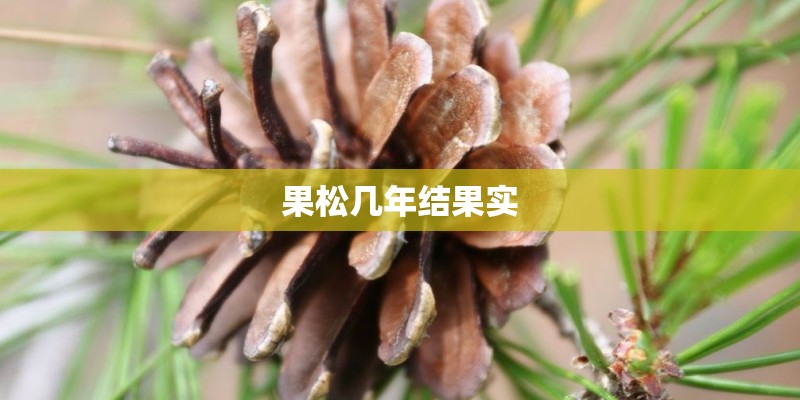 果松几年结果实
