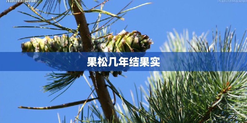 果松几年结果实