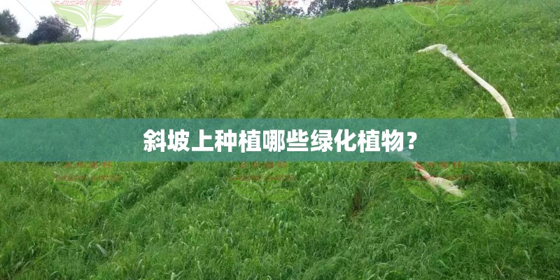 斜坡上种植哪些绿化植物？
