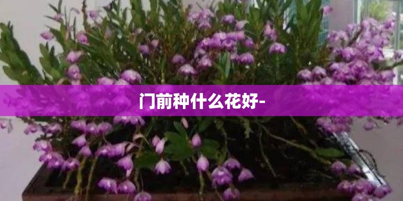 门前种什么花好-