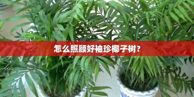 怎么照顾好袖珍椰子树？