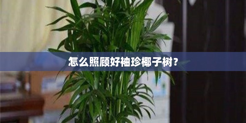 怎么照顾好袖珍椰子树？