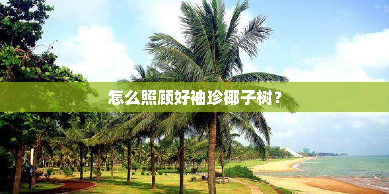怎么照顾好袖珍椰子树？