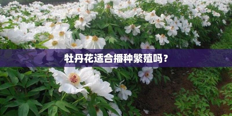 牡丹花适合播种繁殖吗？