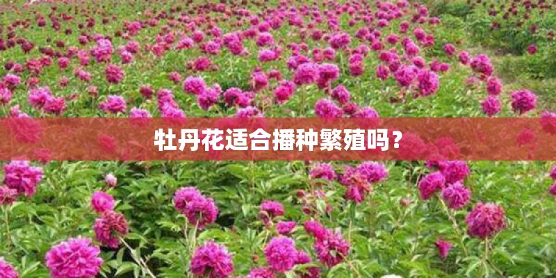 牡丹花适合播种繁殖吗? 牡丹花适合播种繁殖吗?