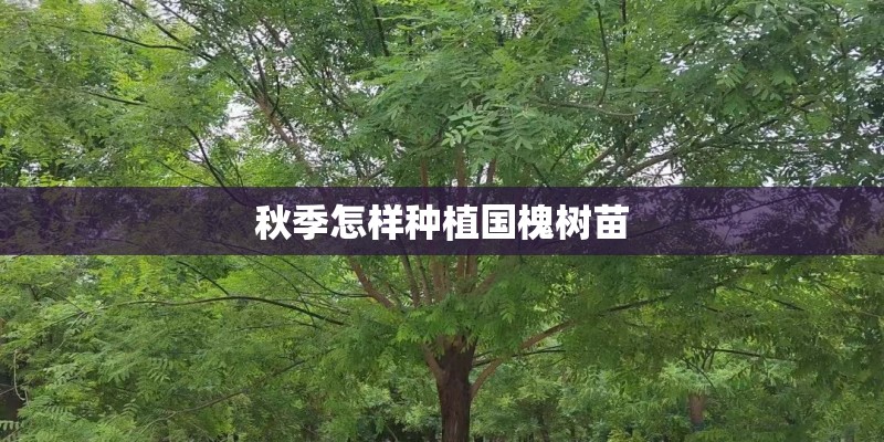 秋季怎样种植国槐树苗