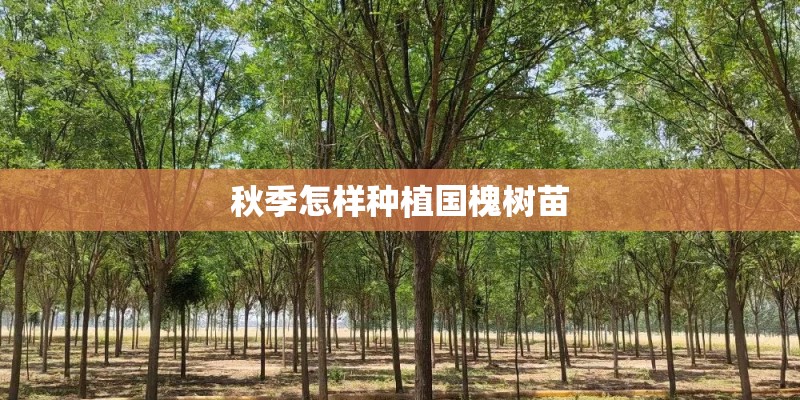 秋季怎样种植国槐树苗
