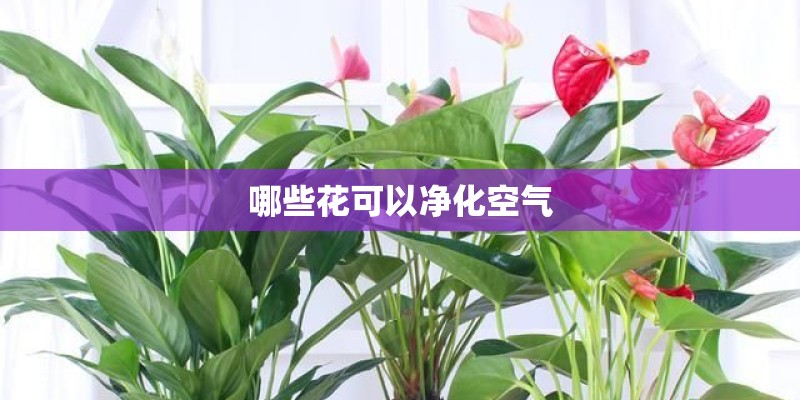 哪些花可以净化空气