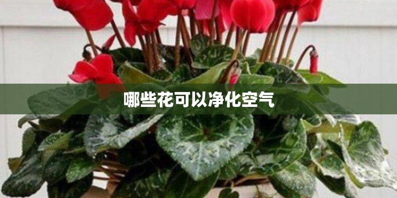 哪些花可以净化空气
