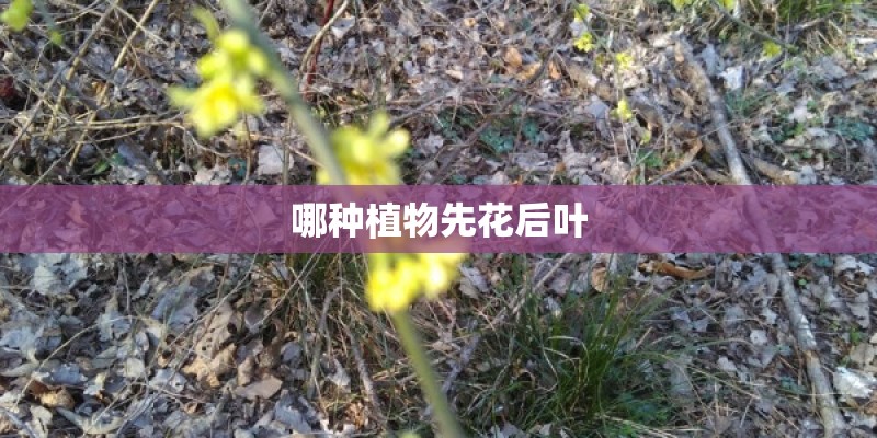 哪种植物先花后叶