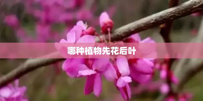 哪种植物先花后叶