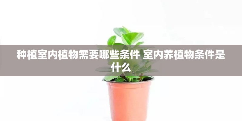 种植室内植物需要哪些条件 室内养植物条件是什么