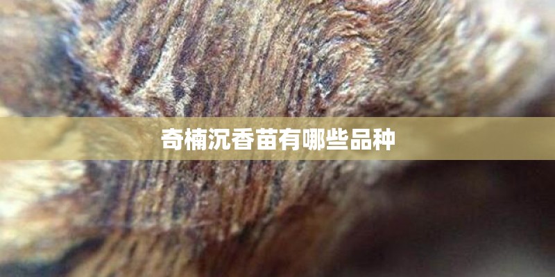 奇楠沉香苗有哪些品种