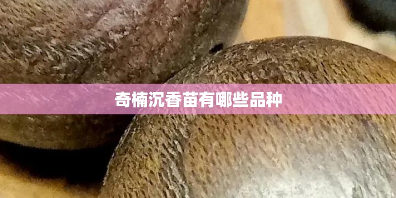 奇楠沉香苗有哪些品种
