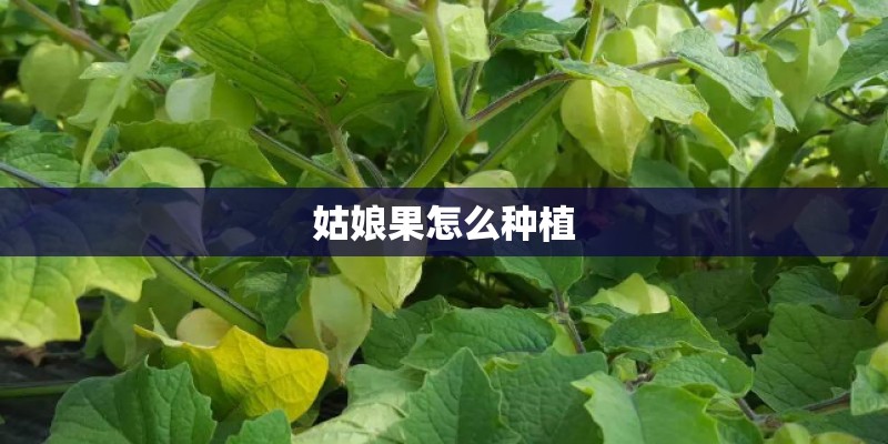 姑娘果怎么种植