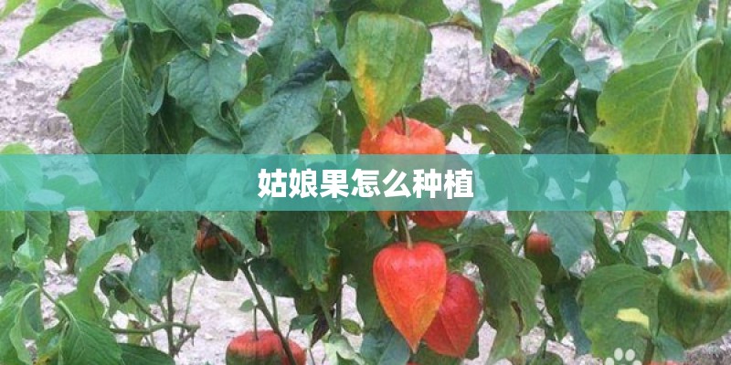 姑娘果怎么种植 姑娘果怎么种植