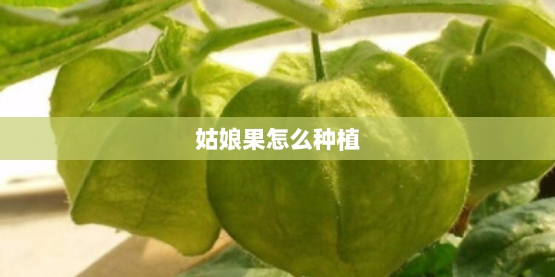 姑娘果怎么种植 姑娘果怎么种植
