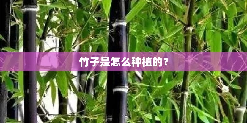 竹子是怎么种植的？