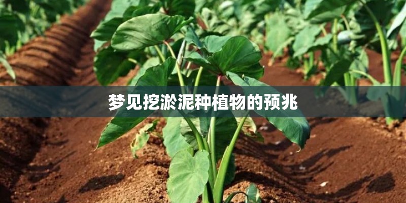梦见挖淤泥种植物的预兆