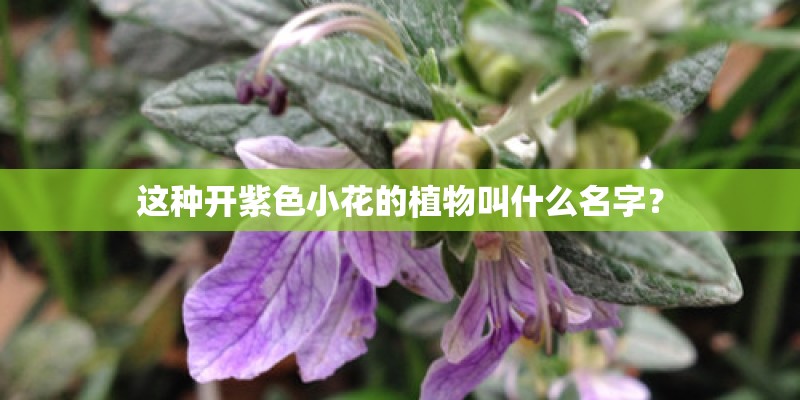 这种开紫色小花的植物叫什么名字？