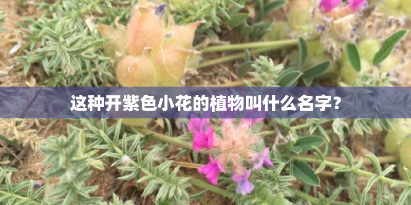 这种开紫色小花的植物叫什么名字？