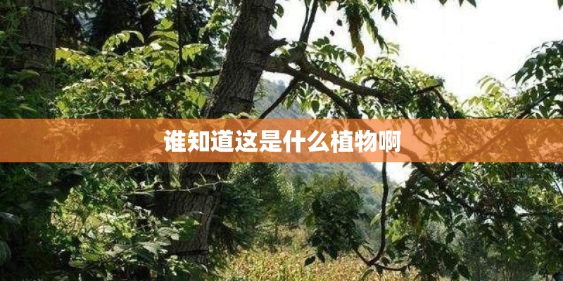 谁知道这是什么植物啊