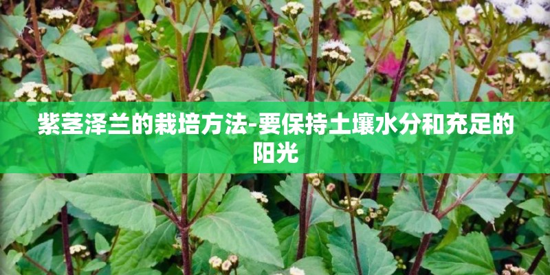 紫茎泽兰的栽培方法-要保持土壤水分和充足的阳光