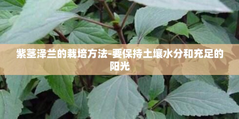 紫茎泽兰的栽培方法-要保持土壤水分和充足的阳光
