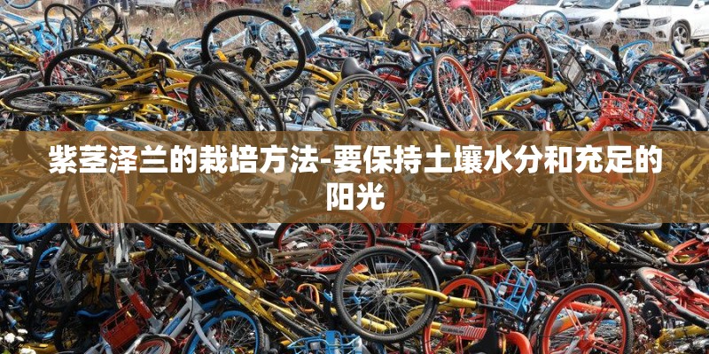 紫茎泽兰的栽培方法-要保持土壤水分和充足的阳光