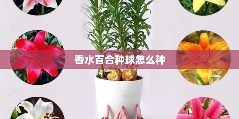 香水百合种球怎么种