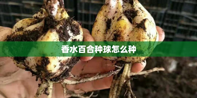 香水百合种球怎么种