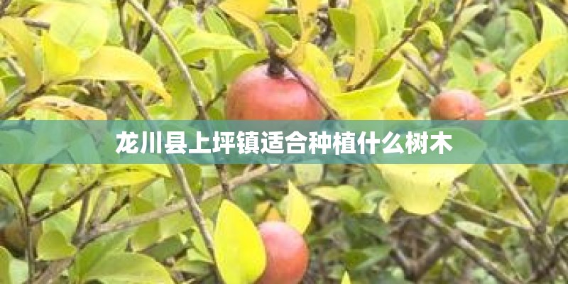 龙川县上坪镇适合种植什么树木