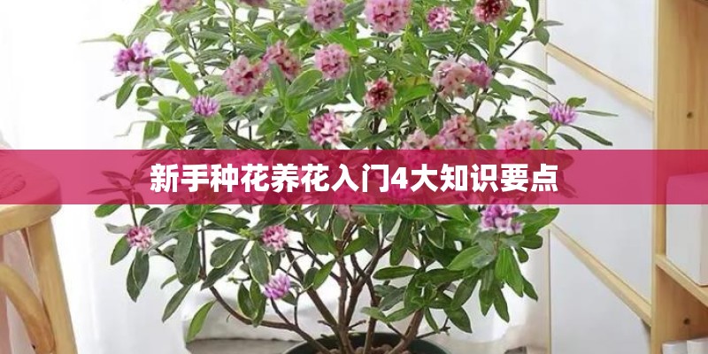 新手种花养花入门4大知识要点 新手种花养花入门4大知识要点