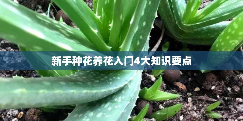 新手种花养花入门4大知识要点 新手种花养花入门4大知识要点