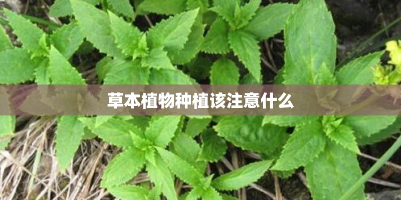 草本植物种植该注意什么
