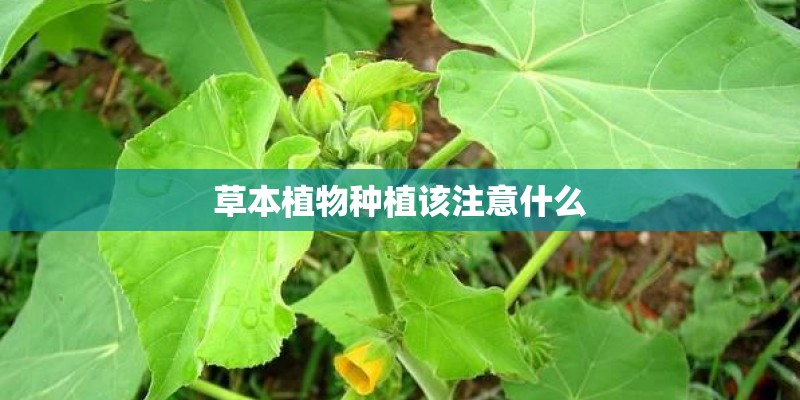 草本植物种植该注意什么