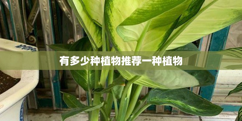 有多少种植物推荐一种植物