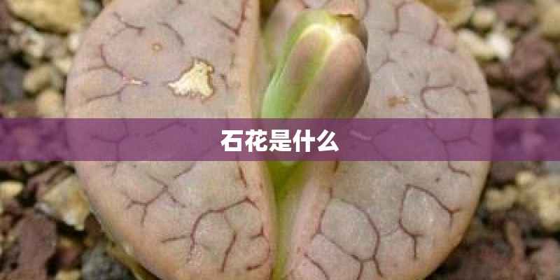 石花是什么