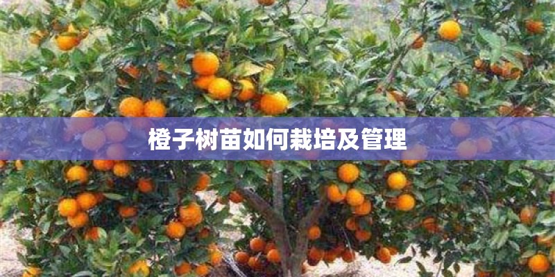 橙子树苗如何栽培及管理