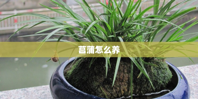 菖蒲怎么养
