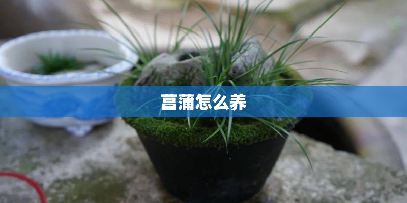 菖蒲怎么养