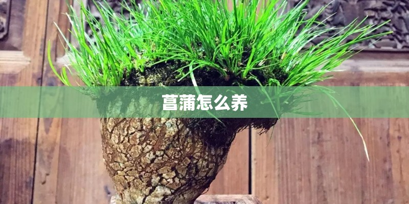 菖蒲怎么养