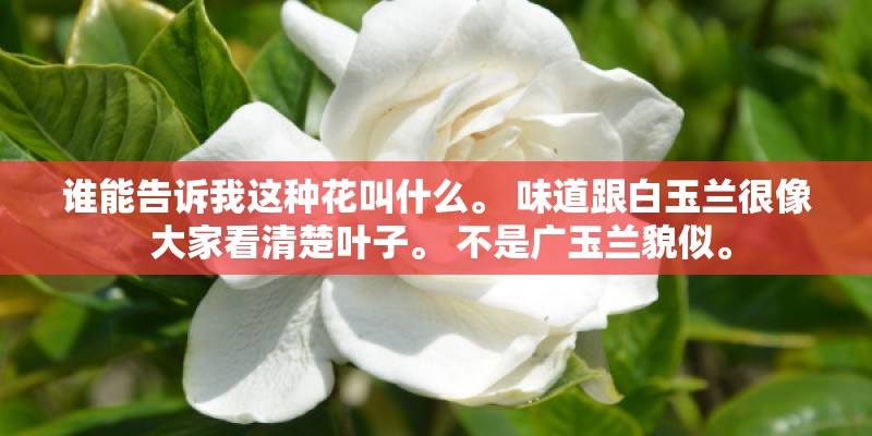 谁能告诉我这种花叫什么。 味道跟白玉兰很像 大家看清楚叶子。 不是广玉兰貌似。 谁能告诉我这种花叫什么。 味道跟白玉兰很像 大家看清楚叶子。 不是广玉兰貌似。