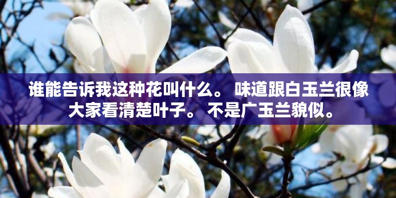 谁能告诉我这种花叫什么。 味道跟白玉兰很像 大家看清楚叶子。 不是广玉兰貌似。 谁能告诉我这种花叫什么。 味道跟白玉兰很像 大家看清楚叶子。 不是广玉兰貌似。