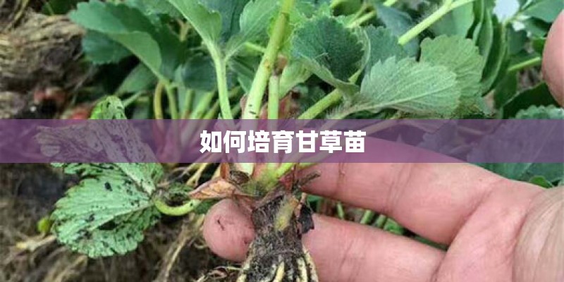 如何培育甘草苗