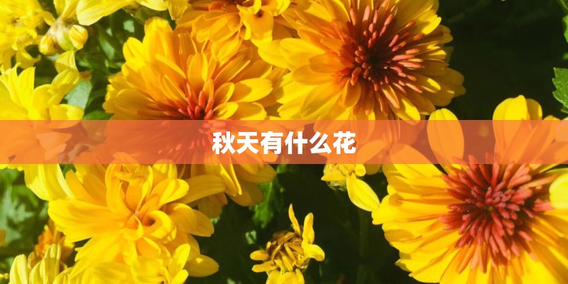 秋天有什么花