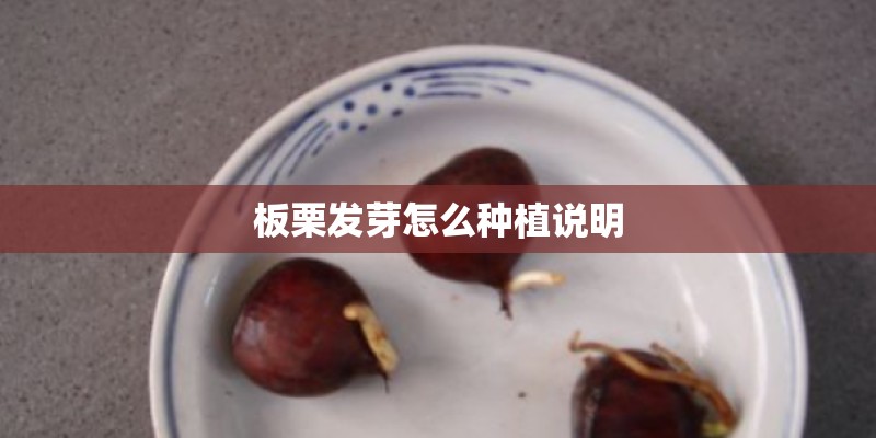 板栗发芽怎么种植说明