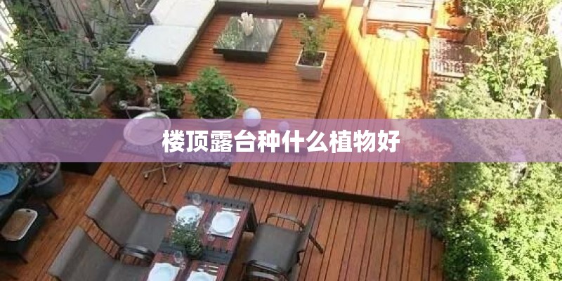 楼顶露台种什么植物好
