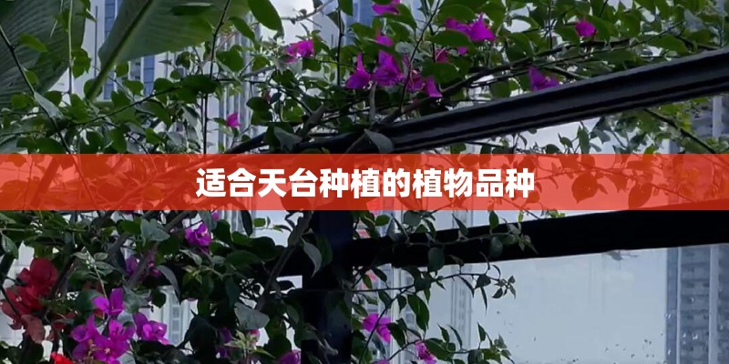 适合天台种植的植物品种