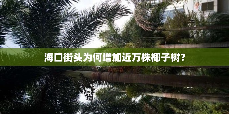 海口街头为何增加近万株椰子树？